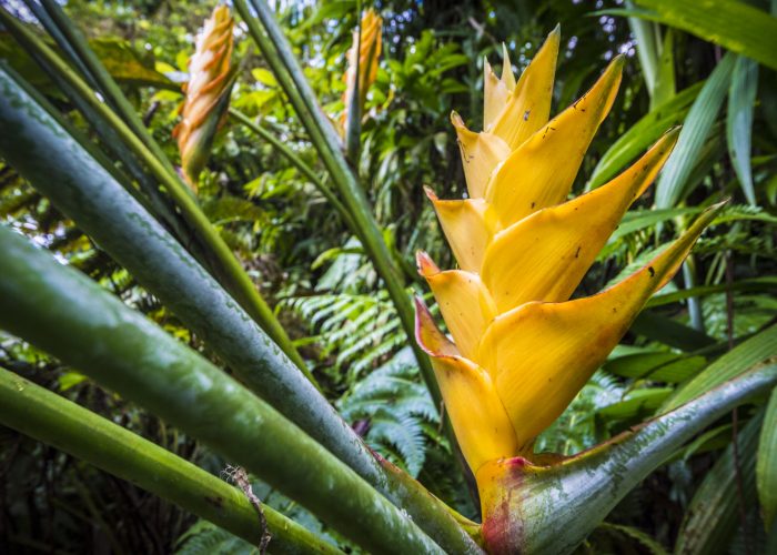 guadeloupe_21409_AURELIEN_BRUSINI guadeloupe_21409_AURELIEN_BRUSINI